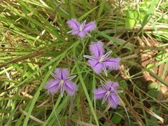 Thysanotus banksii