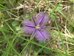 Thysanotus banksii