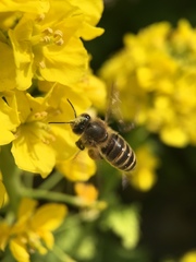 Apis cerana japonica