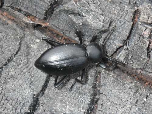 Dentate Stink Beetle photo 5
