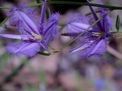 Thysanotus banksii