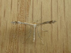 Stangeia xerodes