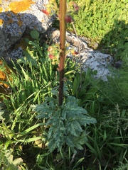 Scrophularia rubricaulis