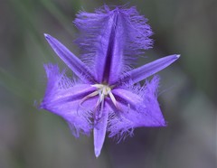 Thysanotus banksii