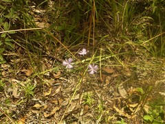 Thysanotus banksii