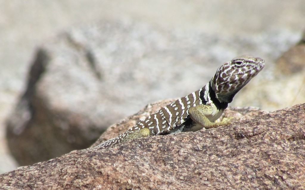 Baja California Collared Lizard