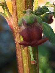 Scrophularia rubricaulis