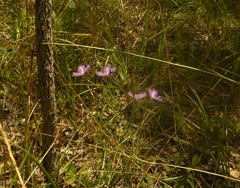 Thysanotus banksii