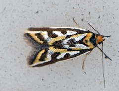 Tanyzancla acutella