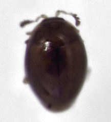 Orthoperus atomarius