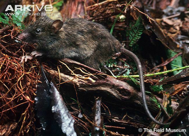 Camiguin Forest Mouse (Apomys camiguinensis)
