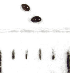 Orthoperus atomarius