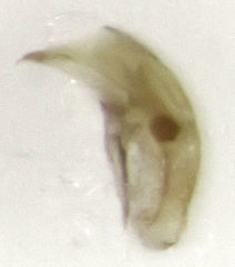 Orthoperus atomarius