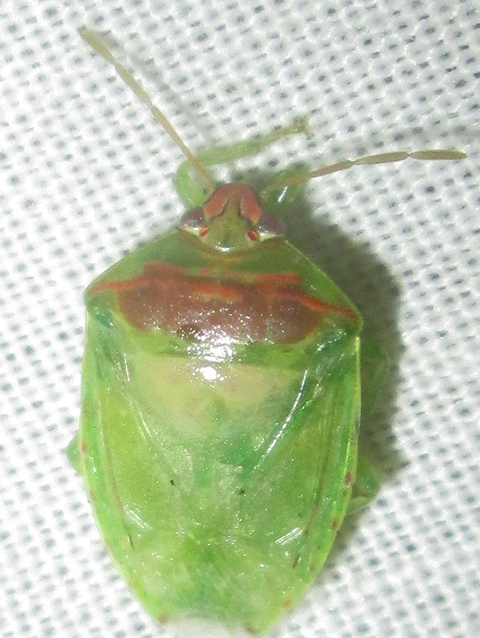 Pausias
