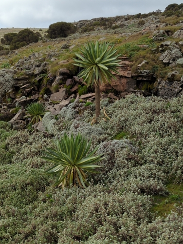 Image of Lobelia rhynchopetalum by (c) Lin Scott, some rights reserved (CC BY)