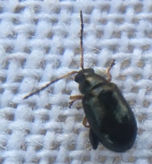Aphthona