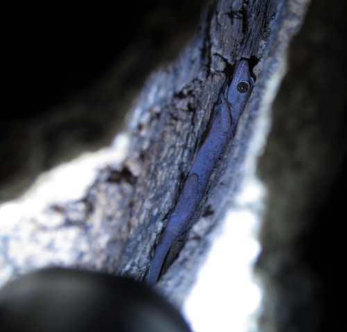 Phyllodactylus nocticolus