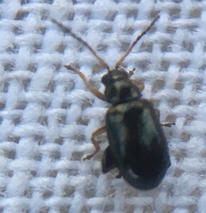 Aphthona
