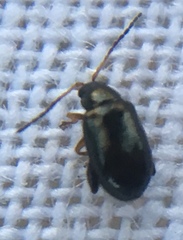 Aphthona