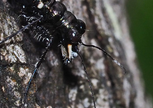 Distipsidera obscura · iNaturalist