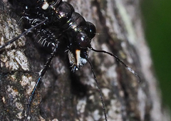 Distipsidera obscura