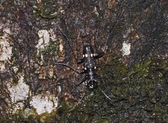 Distipsidera obscura