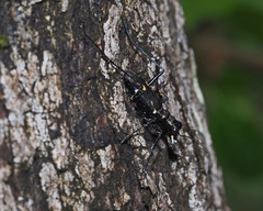 Distipsidera obscura