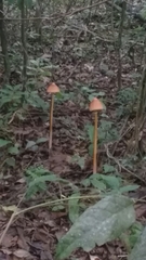 Agaricales