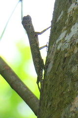 Draco quinquefasciatus