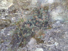 Veronica pimeleoides pimeleoides