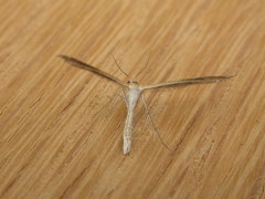 Stangeia xerodes