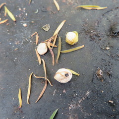 Coprosma macrocarpa minor