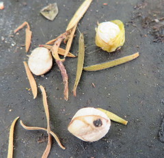 Coprosma macrocarpa minor