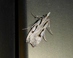 Scoparia rotuella