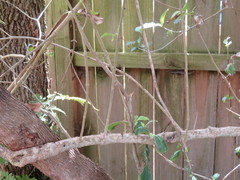 Coprosma macrocarpa minor