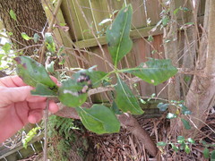 Coprosma macrocarpa minor