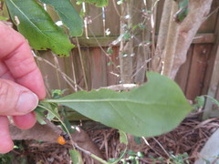 Coprosma macrocarpa minor