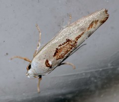 Tymbophora peltastis