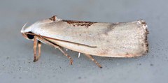 Tymbophora peltastis