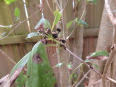 Coprosma macrocarpa minor