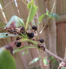 Coprosma macrocarpa minor