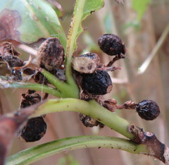 Coprosma macrocarpa minor