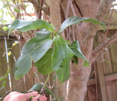 Coprosma macrocarpa minor