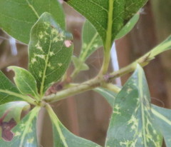 Coprosma macrocarpa minor