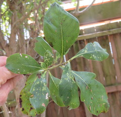 Coprosma macrocarpa minor