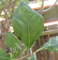 Coprosma macrocarpa minor