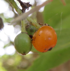 Coprosma macrocarpa minor