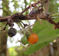 Coprosma macrocarpa minor