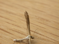 Stangeia xerodes