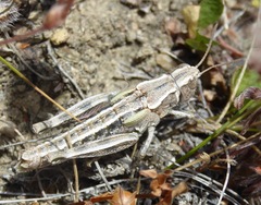 Sigaus australis